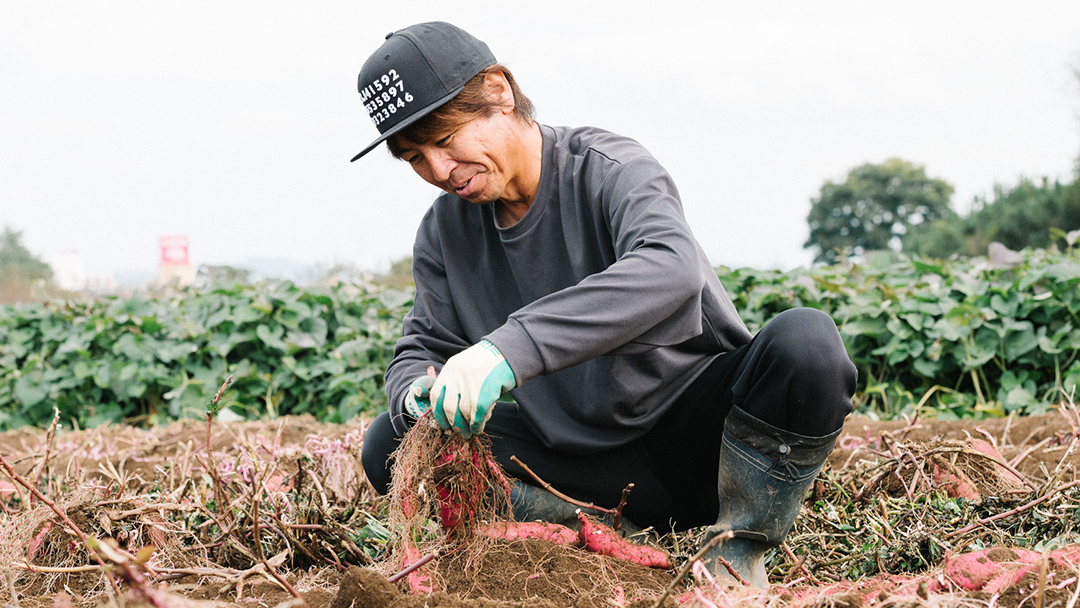 訳あり さつまいも 紅はるか 約 10kg 土付き 無選別 茨城 八千代町産 生芋 サツマイモ さつま芋 焼き芋 やきいも 芋 イモ 野菜 不揃い 規格外 長期熟成 おやつ デザート 秋 旬 農家直送 【 先行予約 2025年10月下旬以降発送 】 [AX010ya]