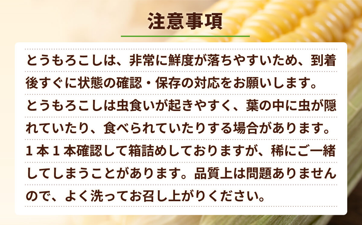 【先行予約 2026年6月下旬以降発送 】 【 令和8年産 】 深夜採り 朝出荷 白い とうもろこし ピュアホワイト 約 6kg トウモロコシ 期間限定 甘い 生食 [AX028ya] ピュアホワイト（約6kg）