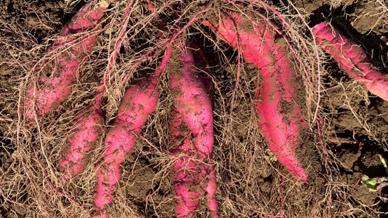 【 先行予約 2024年10月下旬以降発送 】 訳あり 無選別 八千代町産 紅はるか シルクスイート 2種 食べ比べ 生芋 土付き 合計 約 5kg さつまいも サツマイモ 芋 いも イモ ワケアリ 訳アリ 八千代町 ふるさと納税 5000円[AX048ya]