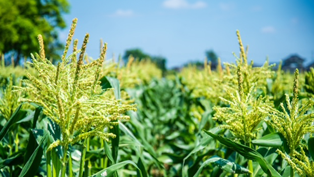 【 先行予約 2026年6月下旬以降発送 】【 令和8年産 】【 訳あり 】 朝採り とうもろこし ピュアホワイト 約6kg トウモロコシ スイートコーン 野菜 産地直送 期間限定 規格外 不揃い 傷 ふるさと納税 7000円 ワケアリ 訳アリ [AX061ya][SZRY] 【訳あり】ピュアホワイト（約6kg）