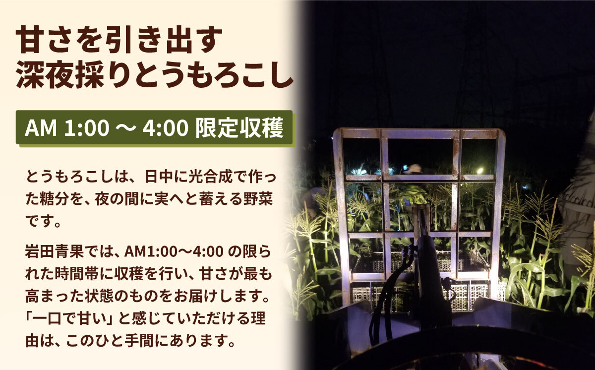 【関東＋山梨県限定 当日便】【先行予約 2026年6月下旬以降発送 】 【 令和8年産 】 深夜採り 朝出荷 白い とうもろこし ピュアホワイト 約3.5kg トウモロコシ 期間限定 甘い 生食 [AX067ya] 【当日便】ピュアホワイト（約3.5kg）