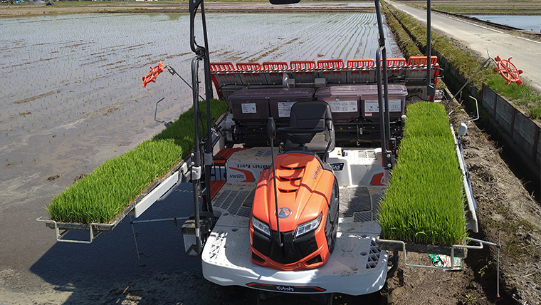 令和7年産 茨城県産 新米 ミルキークイーン 10kg 玄米 米 こめ コメ 農家 直送 こだわり お米 おこめ 茨城 [BG011ya] 新米 ミルキークイーン 10kg 玄米