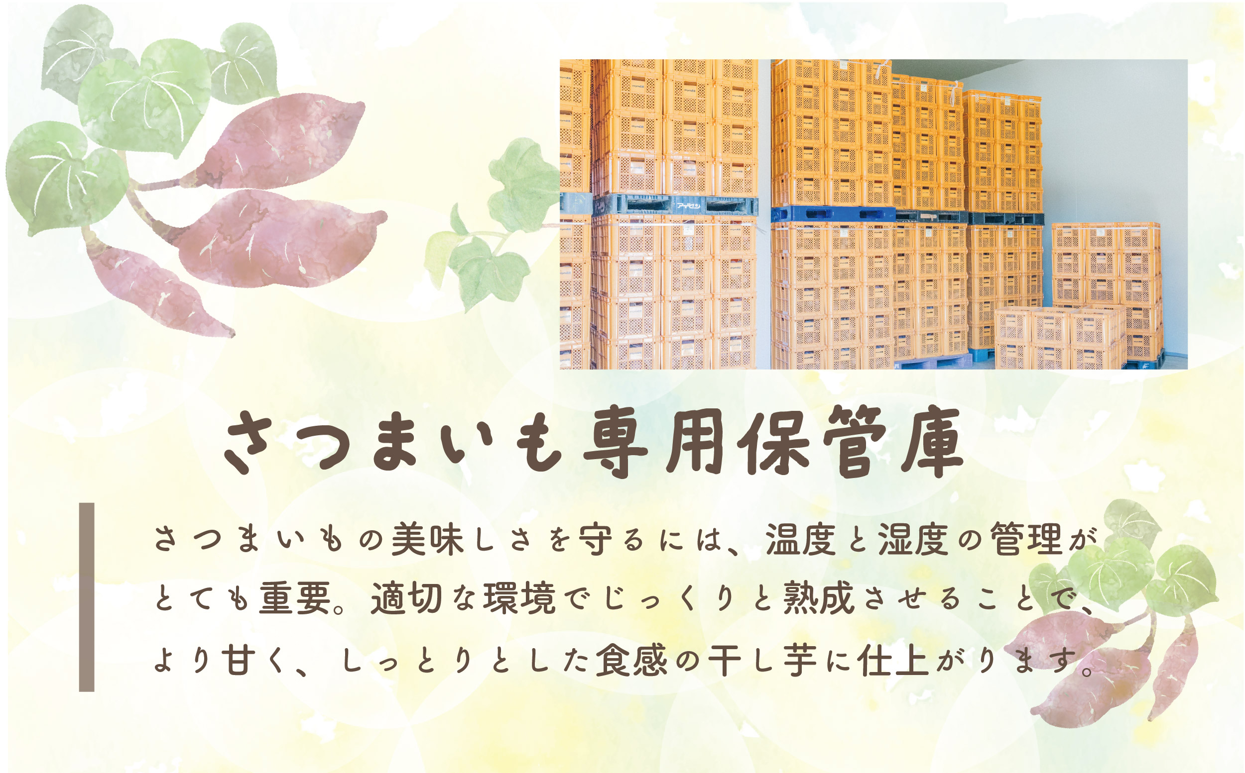 訳あり ほしいも 紅はるか シロタ 1kg 平干し 家庭用 自社栽培 直送 国産 干し芋 茨城 農家 直送 熟成 茨城県 八千代町産 干しいも べにはるか さつまいも [CY004ya]