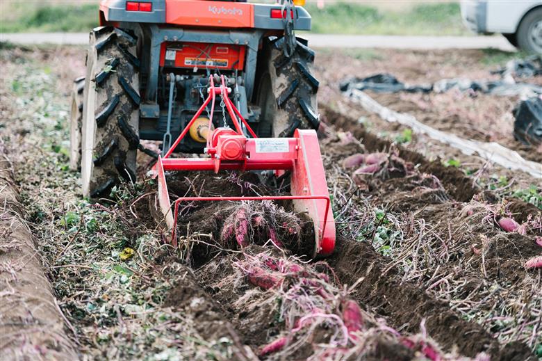 焼き芋 クロワッサン 八千代町産 さつまいも 紅はるか使用 パン お菓子 スイーツ デザート 芋 いも 焼いも ふるさと納税 8000円 濃厚 NONAKA HIROSHI FARM [DF001ya] 焼き芋 クロワッサン