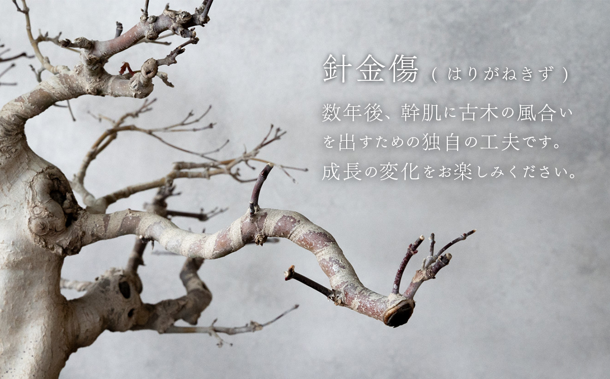 【1点物】 盆栽 山もみじ (1) 国風盆栽展 入選 作家 古澤辰雄 ①山もみじ（実生17年）