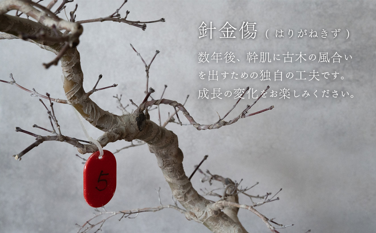 【1点物】 盆栽 もみじ （紅千鳥） (5) 国風盆栽展 入選 作家 古澤辰雄 ⑤もみじ（紅千鳥）取木６年