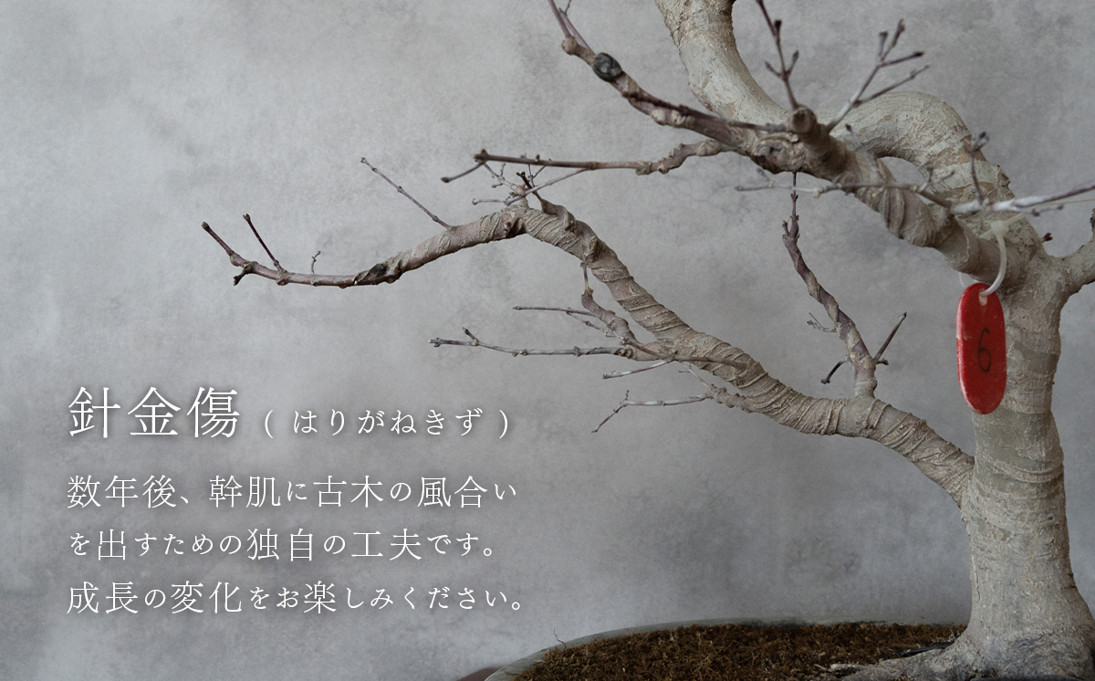 【1点物】盆栽 もみじ （紅千鳥） (6) 国風盆栽展 入選 作家 古澤辰雄 ⑥もみじ（紅千鳥）取木６年