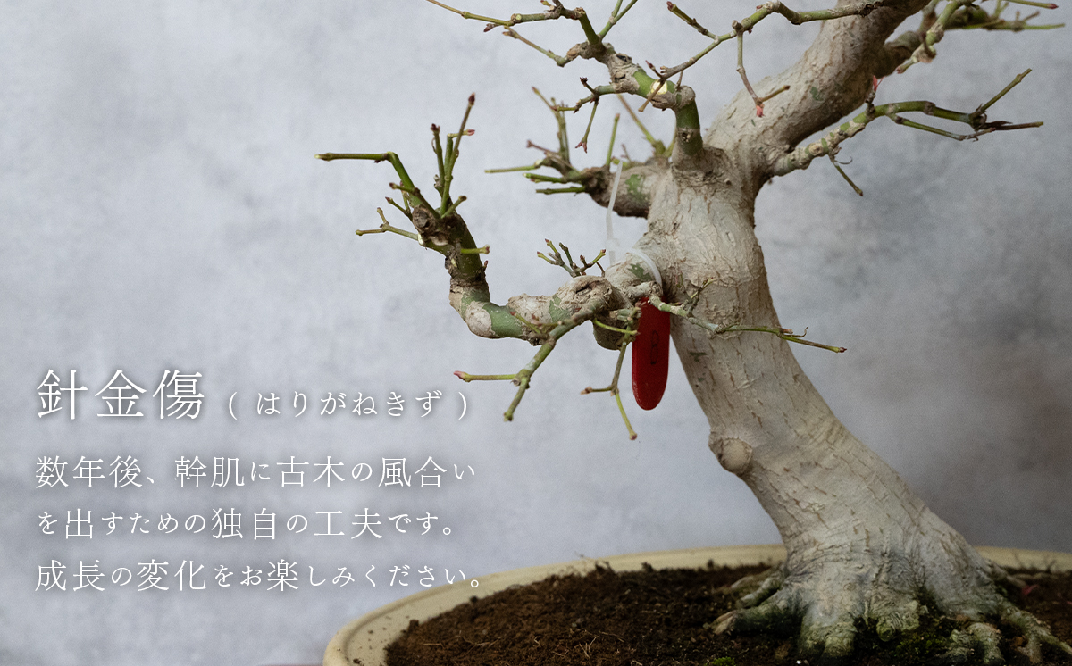 【1点物】 盆栽 山もみじ (8) 国風盆栽展 入選 作家 古澤辰雄 [SF092ya] ⑧山もみじ 実生18年