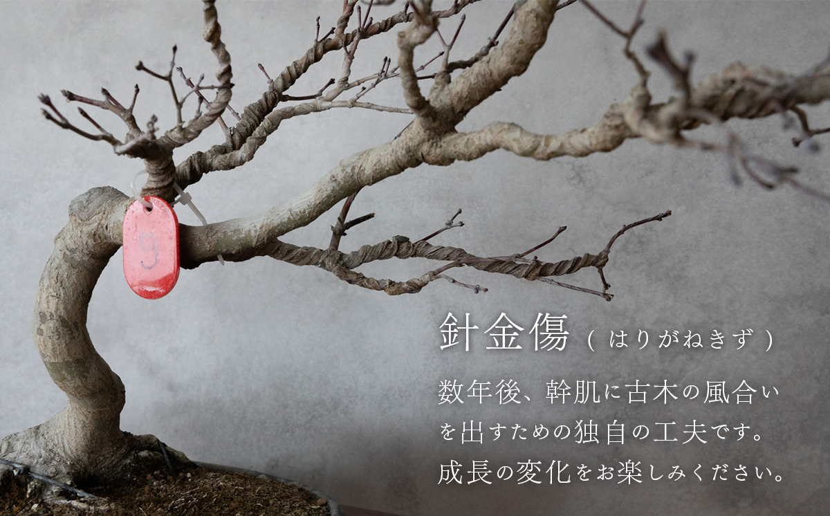 【1点物】 盆栽 もみじ （紅千鳥） (9) 国風盆栽展 入選 作家 古澤辰雄 ⑨もみじ（紅千鳥）取木６年