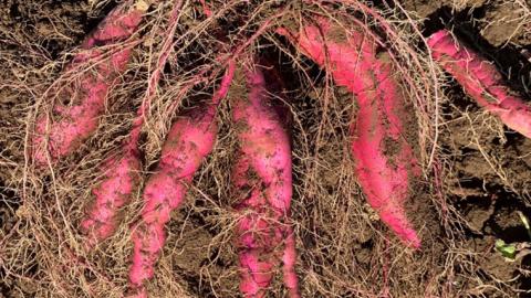 【 2025年10月下旬以降発送 】 訳あり 茨城 八千代町産 さつまいも すずほっくり 土付き 無選別 生芋 約 10kg 農家直送 熟成 イモ 芋 いも おやつ デザート 秋 [AX036ya]