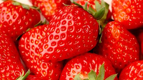 いちご狩り体験 チケット おとな2枚 いちご狩り 体験 イチゴ 苺 フルーツ 果物 食べ放題 [BP003ya]