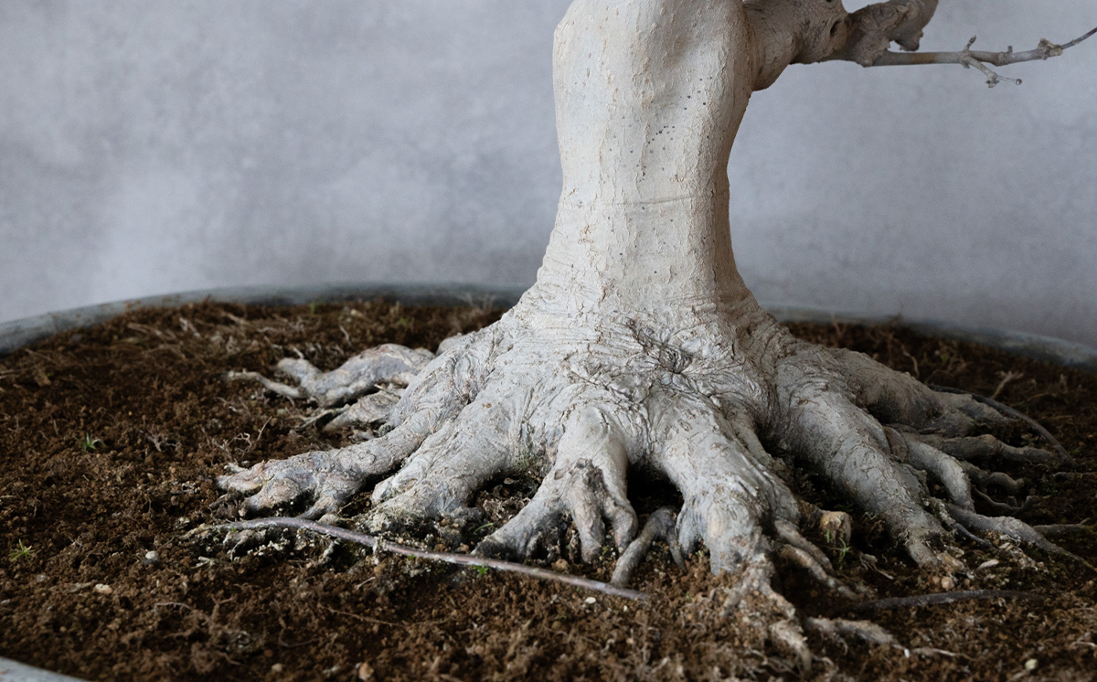 【1点物】 盆栽 山もみじ (1) 国風盆栽展 入選 作家 古澤辰雄 ①山もみじ 実生18年