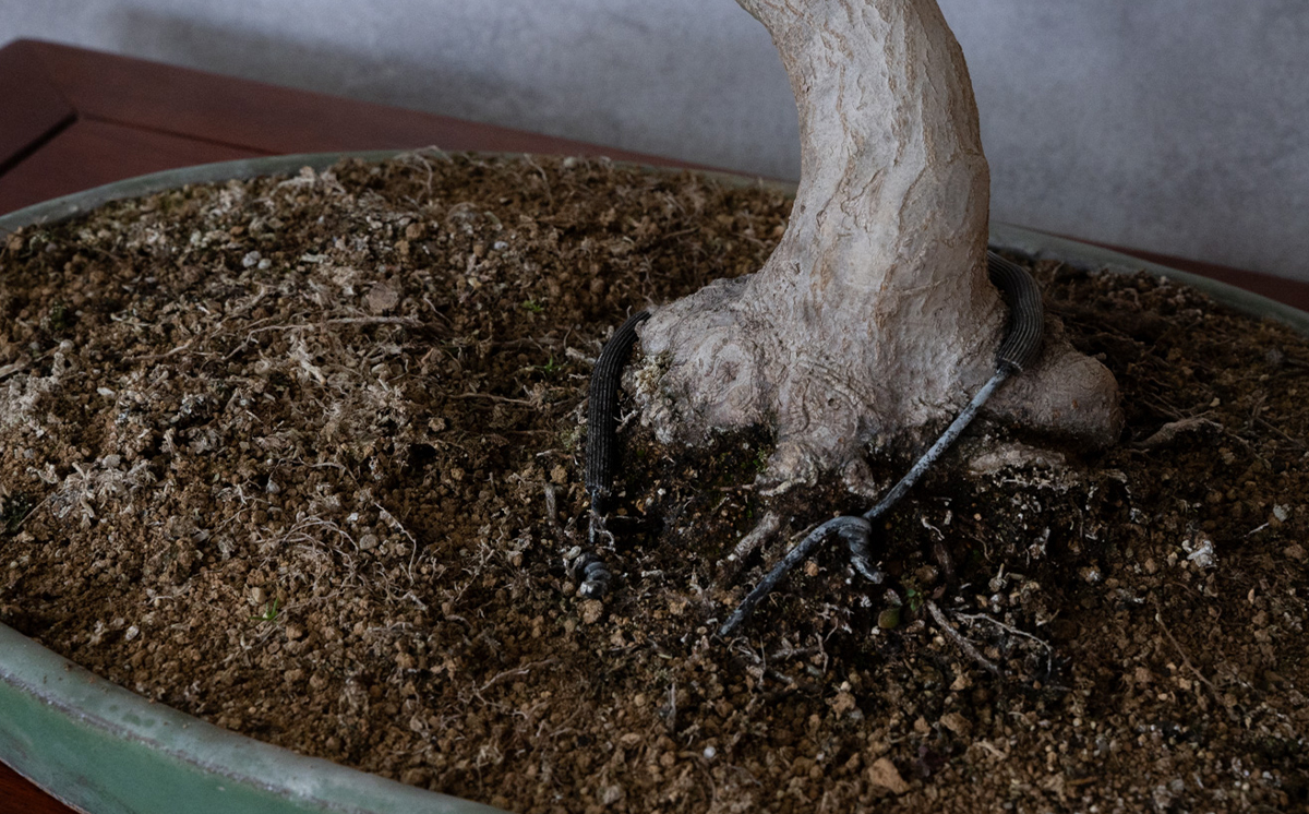 【1点物】 盆栽 もみじ （紅千鳥） (5) 国風盆栽展 入選 作家 古澤辰雄 ⑤もみじ（紅千鳥）取木7年