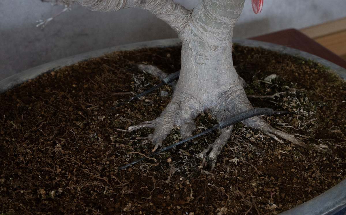 【1点物】盆栽 もみじ （紅千鳥） (6) 国風盆栽展 入選 作家 古澤辰雄 ⑥もみじ（紅千鳥）取木7年
