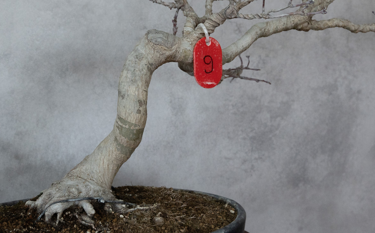 【1点物】 盆栽 もみじ （紅千鳥） (9) 国風盆栽展 入選 作家 古澤辰雄 ⑨もみじ（紅千鳥）取木7年