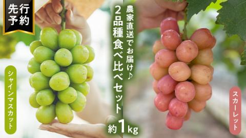 八千代町産 シャインマスカット スカーレット 2品種 食べ比べ セット 約 1kg 【 2025年9月中旬以降発送 】 ぶどう ブドウ 葡萄 マスカット 農家直送 ふるさと納税 15000円 茨城県 八千代町 先行予約 数量限定 [CU002ya]