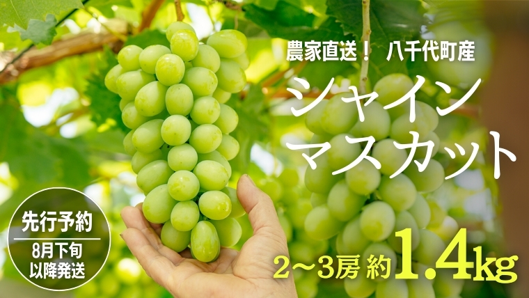 【 先行予約 2026年8月下旬以降発送 】 農家直送 ! 八千代町産 シャインマスカット 約 1.4kg （ 2～3房 ） マスカット フルーツ 果物 2026年 先行受付 ぶどう ブドウ 葡萄 フルーツ ふるさと納税 [AJ003ya]