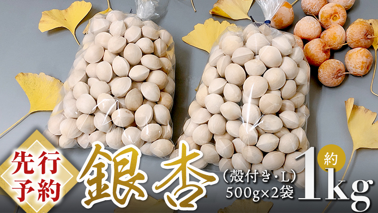 【 先行予約 2025年10月上旬以降発送 】銀杏 ぎんなん 約1kg ( 殻付き ・ L )　500g × 2袋 イチョウ 秋 美味 栄養満点 健康 高血圧予防 むくみ改善 疲労回復 美肌 [AX025ya]