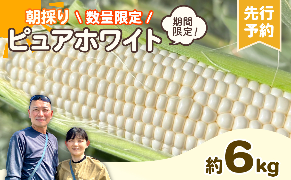 【先行予約 2026年6月下旬以降発送 】 【 令和8年産 】 朝採り 白い とうもろこし ピュアホワイト 約 6kg トウモロコシ 期間限定 甘い 生食 [AX028ya] ピュアホワイト（約6kg）