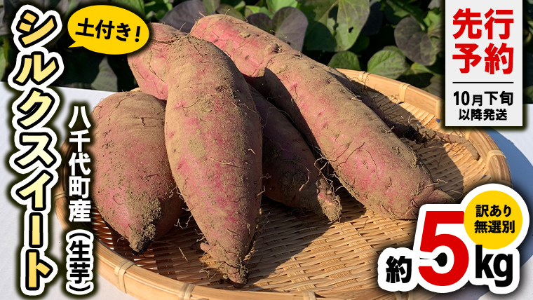 訳あり 無選別 八千代町産 シルクスイート 生芋 土付き 約 5kg さつまいも サツマイモ 芋 いも イモ ワケアリ 訳アリ 八千代町 ふるさと納税 5000円 【 先行予約 2025年10月下旬以降発送 】 [AX047ya]
