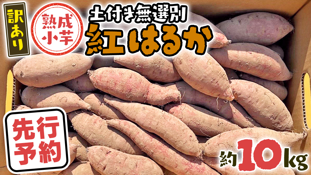 【 先行予約 2025年11月下旬以降発送 】【 訳あり 】 八千代町産 熟成小芋 紅はるか 生芋 土付き 10kg さつまいも サツマイモ 芋 イモ ふるさと納税 6000円 訳アリ [AX052ya]