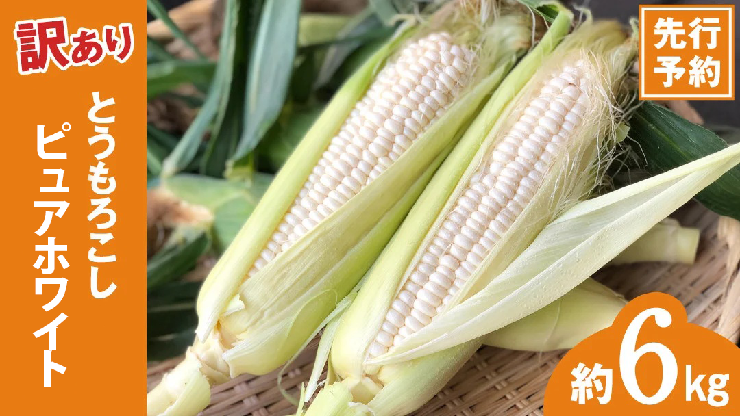 【 先行予約 2026年6月下旬以降発送 】【 令和8年産 】【 訳あり 】 朝採り とうもろこし ピュアホワイト 約6kg トウモロコシ スイートコーン 野菜 産地直送 期間限定 規格外 不揃い 傷 ふるさと納税 7000円 ワケアリ 訳アリ [AX061ya][SZRY] 【訳あり】ピュアホワイト（約6kg）