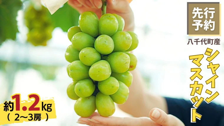 八千代町産 シャインマスカット 約1.2kg ( 2～3房 ) 【 2026年8月下旬以降発送】 産地直送 フルーツ ぶどう 果物 ブドウ 葡萄 マスカット 先行予約 数量限定 ふるさと納税 [CU001ya] シャインマスカット 約1.2kg ( 2～3房 )
