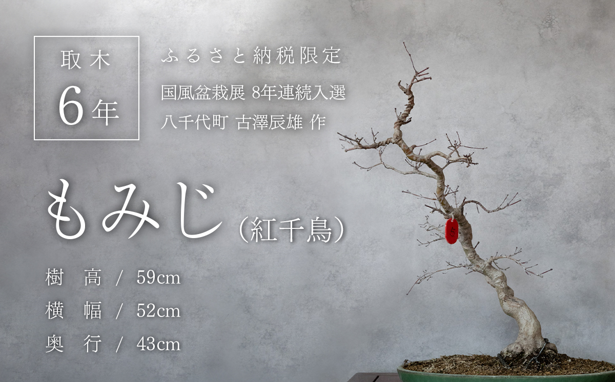 【1点物】 盆栽 もみじ （紅千鳥） (5) 国風盆栽展 入選 作家 古澤辰雄 ⑤もみじ（紅千鳥）取木６年