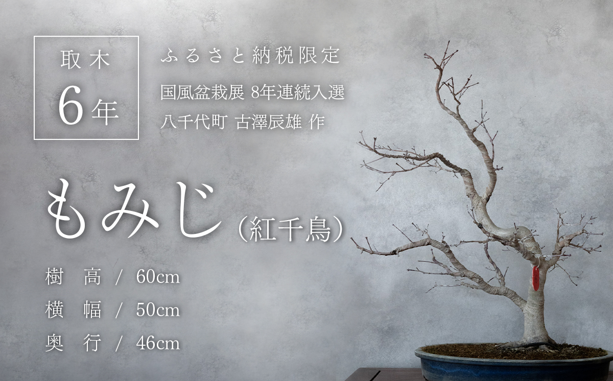 【1点物】盆栽 もみじ （紅千鳥） (6) 国風盆栽展 入選 作家 古澤辰雄 ⑥もみじ（紅千鳥）取木６年