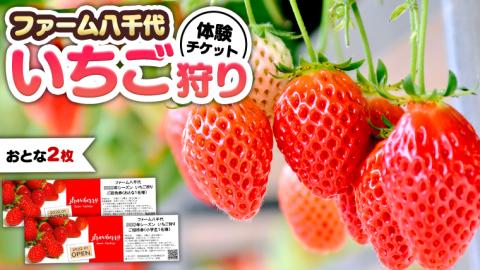いちご狩り体験 チケット おとな2枚 いちご狩り 体験 イチゴ 苺 フルーツ 果物 食べ放題 [BP003ya]