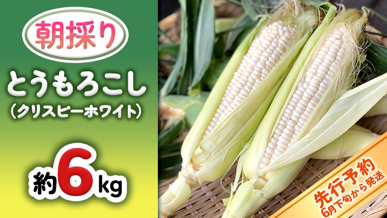 [ 先行予約 2025年 6月下旬 以降発送][ 令和7年産 ] 朝採り とうもろこし ( クリスピーホワイト ) 約 6kg [AX018ya]