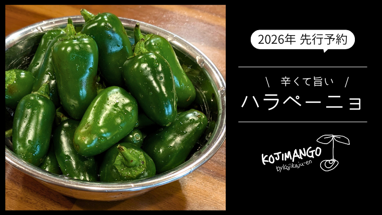 [ 先行予約 2026年9月上旬順次発送] 採りたてフレッシュなハラペーニョ 辛くて旨い! 1kg コジカジュ園 農家直送 茨城県 八千代町 [CX008ya]