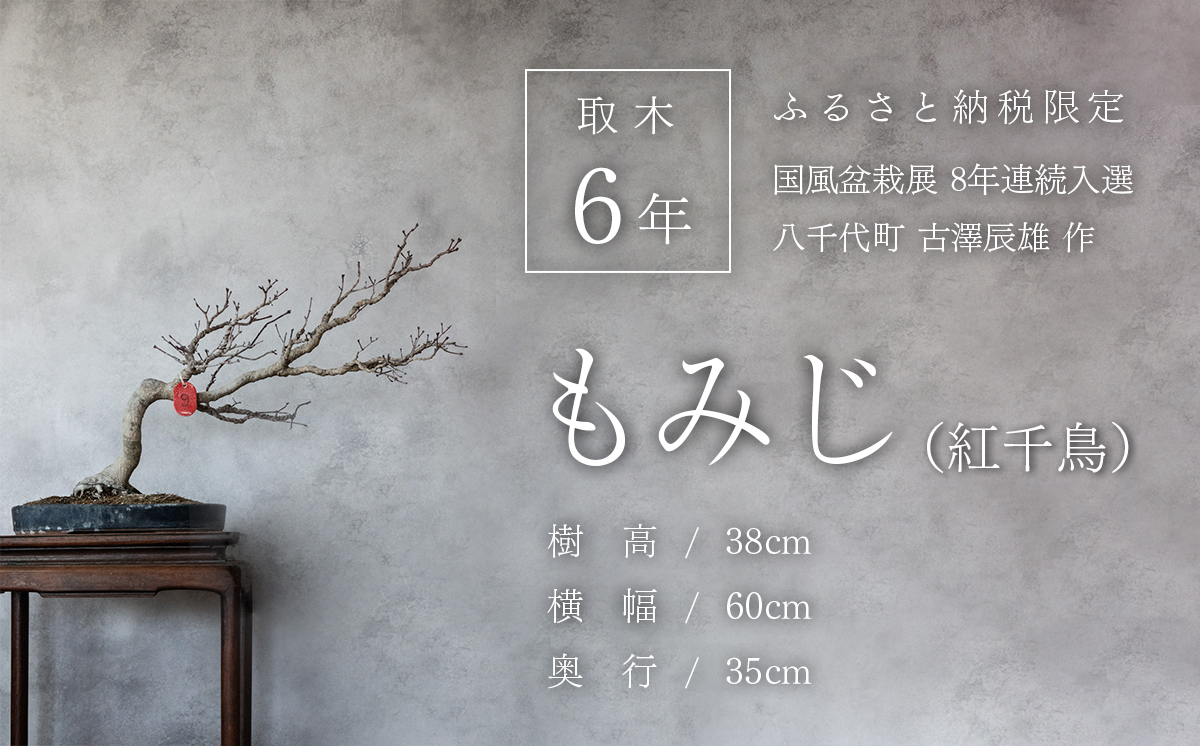 【1点物】 盆栽 もみじ （紅千鳥） (9) 国風盆栽展 入選 作家 古澤辰雄