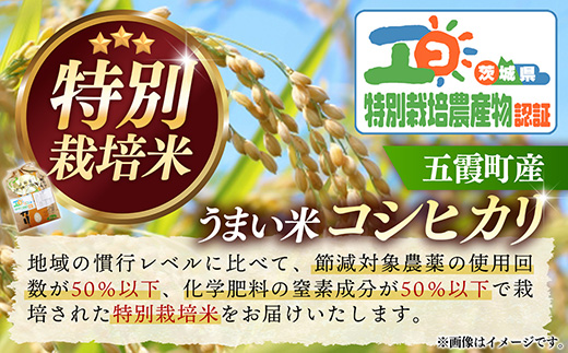 【特別栽培米】五霞町産うまい米コシヒカリ（精米）6kg ／ 令和7年産 お米 白米 こしひかり 減農薬 減化学肥料 茨城県 認証 取得 健康 環境【価格改定XA】 精米 6kg  \19,000