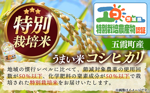 【特別栽培米】五霞町産うまい米コシヒカリ（玄米）6kg ／ 令和7年産 お米 こしひかり 減農薬 減化学肥料 茨城県 認証 取得 健康 環境【価格改定】 玄米 6kg  \17,000