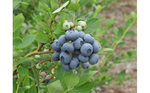 フレッシュ 五霞町産 冷凍ブルーベリー500g - ブルーベリー 新鮮 フレッシュ 大粒 無農薬 冷凍 フルーツ 果物 そのまま おやつ 朝食 茨城県 五霞町