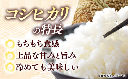 【特別栽培米】五霞町産うまい米コシヒカリ（精米）6kg ／ 令和7年産 お米 白米 こしひかり 減農薬 減化学肥料 茨城県 認証 取得 健康 環境【価格改定XA】 精米 6kg  \19,000