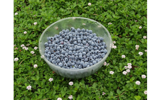 フレッシュ 五霞町産 冷凍ブルーベリー500g - ブルーベリー 新鮮 フレッシュ 大粒 無農薬 冷凍 フルーツ 果物 そのまま おやつ 朝食 茨城県 五霞町