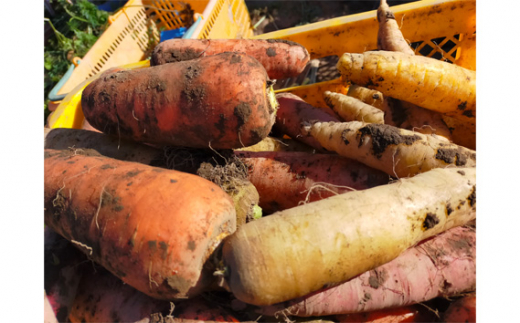 【五霞町産にんじん】杉田さんちの人参じゅ～す　小瓶5本セット ／ 人参ジュース ニンジンジュース 野菜ジュース ジュース 人参 ニンジン 瓶 セット 100％ 茨城県 五霞町 五霞町産 180ml×５本　¥9,000