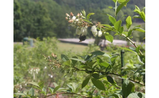 フレッシュ 五霞町産 冷凍ブルーベリー500g - ブルーベリー 新鮮 フレッシュ 大粒 無農薬 冷凍 フルーツ 果物 そのまま おやつ 朝食 茨城県 五霞町