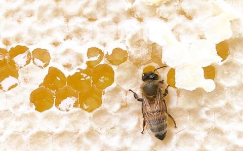 季節で移ろう田舎はちみつ５月耀 120g×40本　イベントやプレゼントに。／ 生ハチミツ 非加熱 はちみつ 蜂蜜 季節 贈り物 プレゼント 贈答用 お土産 イベント 茨城県産 五霞町