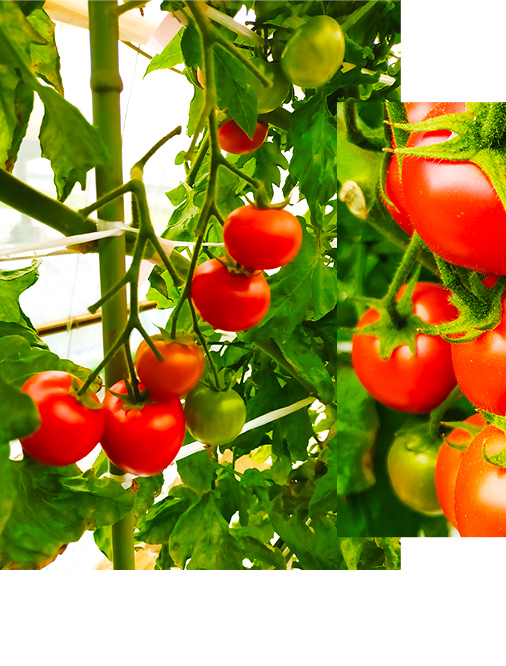 山中トマト農園がお届けする！五霞町の特選 高糖度トマト 2箱（約2kg）／ 完熟 甘い 減農薬 こだわり 贈り物 エクセレントトマト 中玉トマト 野菜 とまと 茨城県 五霞町