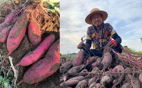 【期間限定】干し芋 「ほしいもの百貨」 べにはるか 切り落とし (200g×6袋) K1939