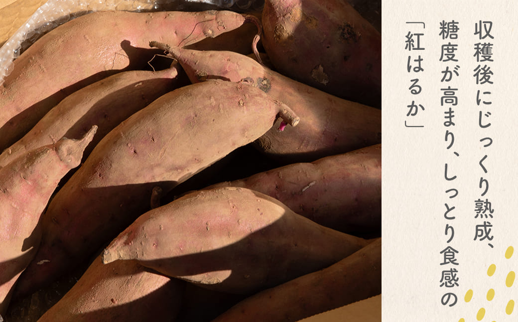 【数量限定】境町産 さつまいも 熟成紅はるか 小さめサイズ (SS～S) 約3kg 土付き 不揃い ねっとり 甘い 国産 熟成さつまいも べにはるか 芋 生芋 焼き芋 サツマイモ 無選別 茨城県 K2691