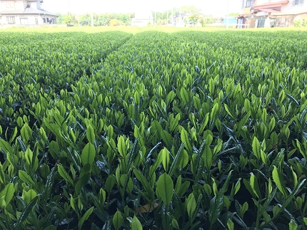 【境町産さしま茶100％】 緑茶パウダー 50g×4袋
