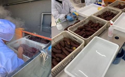 【期間限定】干し芋 「ほしいもの百貨」 べにはるか 切り落とし (200g×6袋) K1939