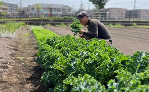UTSUNOMIYA BASEの畑産野菜ボックス 2kg