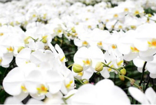 胡蝶蘭大輪　ダイヤモンドスター 3本立ち 36～38輪クラス ※配送不可地域あり