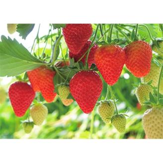 「大谷夏いちご」のジャム&フリーズドライセット　(ジャム2本フリーズドライ1本)