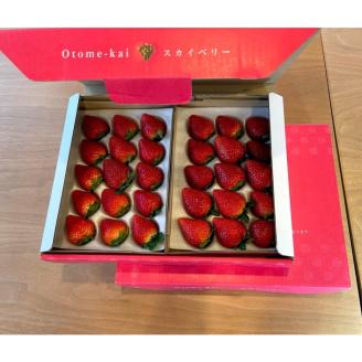 【先行予約】スカイベリー 約390g～430g×2パック | いちご 栃木 スカイベリー 大粒 大きい いちご 苺 イチゴ 栃木 果物 甘い 評判 鮮度 抜群 好評 人気 アレンジ アフター対応あり※離島への配送不可 ※2026年1月中旬～3月下旬頃に順次発送予定
